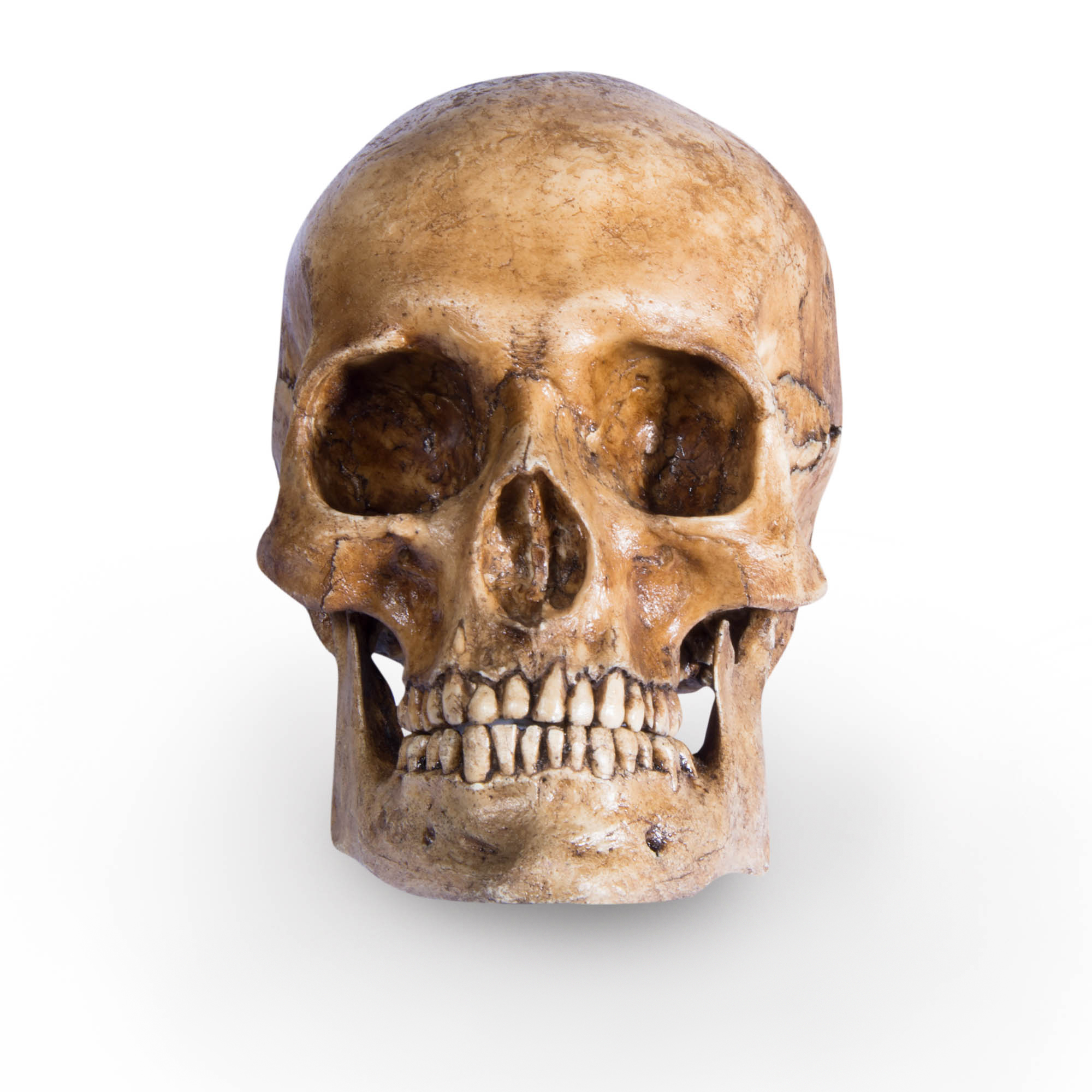 Патинированный череп с челюстью (реплика); ?>
