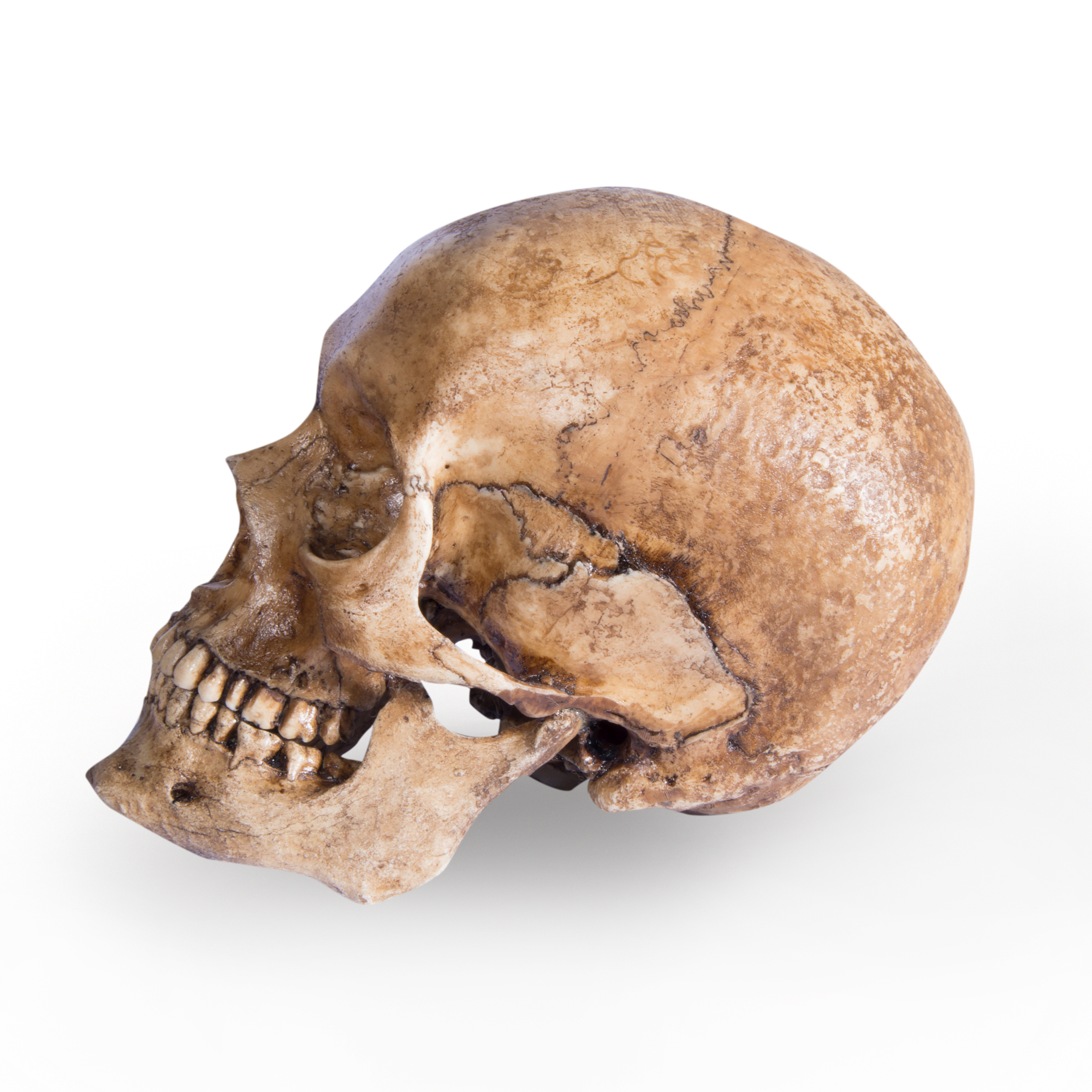Патинированный череп с челюстью (реплика)