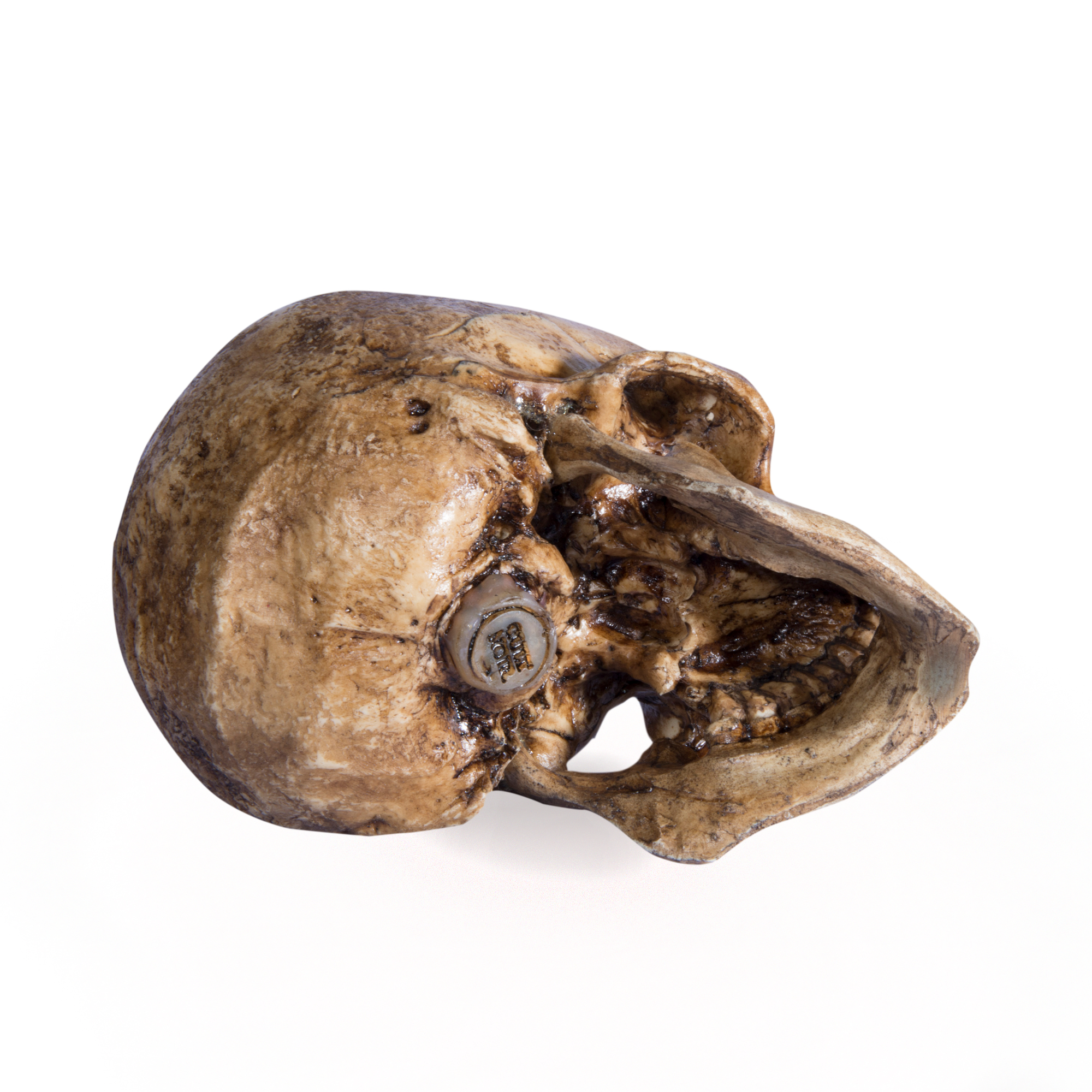 Патинированный череп с челюстью (реплика)